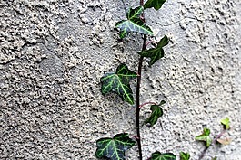 履帶板,常春藤,植物