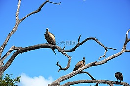 兀鷲,樹(shù),國(guó)家公園