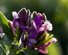 远志 myrtifolia,蝴蝶 布什,parrotbush