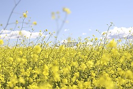花,黃色,花瓣