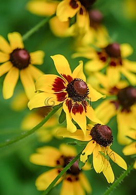 黃松果菊,鮮花,coneflower