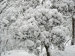 灌木,雪,冬天