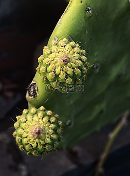 仙人掌,仙人球,水果