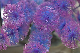 鮮花,晶體,樣板