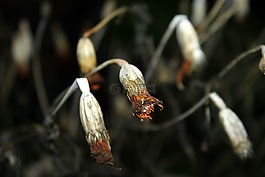 干花,枯萎的,在法院的