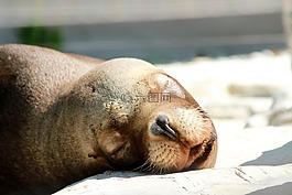 國家行動方案,動物園,動物