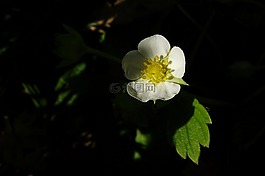 開花,草莓,關(guān)閉