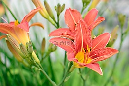 開花,紅色,橙