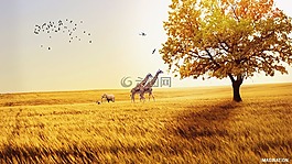 字段,長頸鹿,象