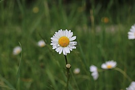 花,廠,關(guān)閉
