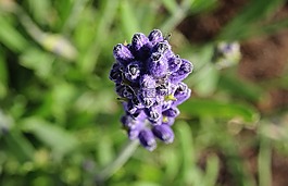 熏衣草,藍色,廠