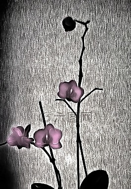 玫瑰,盛開,花