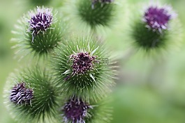 薊,植物,荊棘