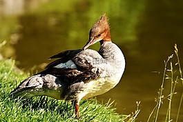 秋沙鴨,普通秋沙鴨,鴨鳥