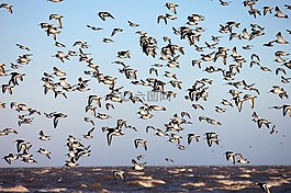 鳥(niǎo),飛行,動(dòng)物世界