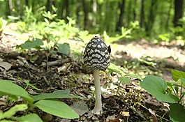 蘑菇,甲蟲dyatlova,森林