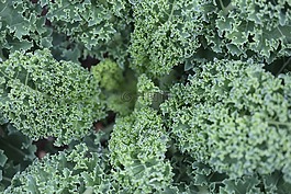 卷心菜,蔬菜,葉子