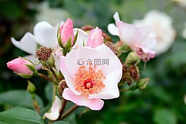 玫瑰綻放,粉紅色,招標(biāo)