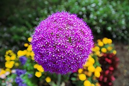 花,觀賞蔥,大斗士