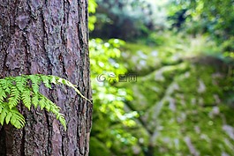 森林,樹,樹皮