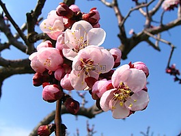 開花,粉紅色,自然