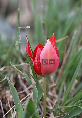 郁金香,綠色,紅色