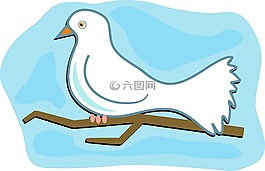 鴿子,鳥,動物