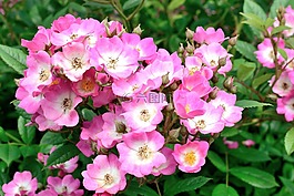 玫瑰綻放,粉紅色,招標(biāo)