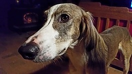 狗,波斯獵犬,寵物