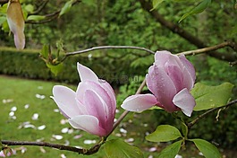 花,玉蘭,植物學(xué)