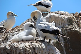 胸部,鳥類,sulidae