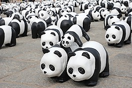 熊貓,展覽,顯示