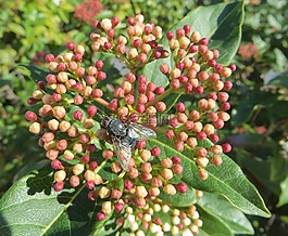 自然,植物區(qū)系,葉