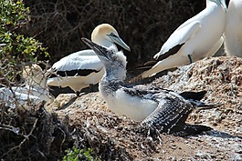 胸部,鳥類,sulidae