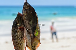 海,海洋,水域