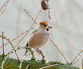 鳥,動物世界,性質(zhì)