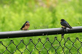 鳥,知更鳥,自然