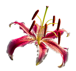 百合,紅色,花