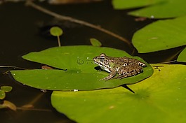 青蛙,水,動(dòng)物
