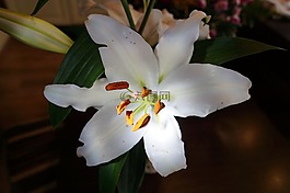 花,綠色,開花