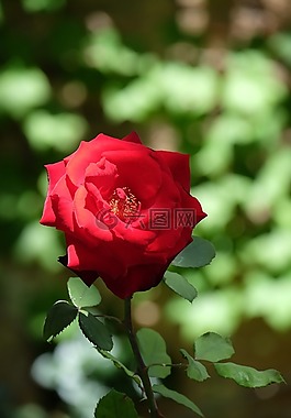 花,性質(zhì),玫瑰