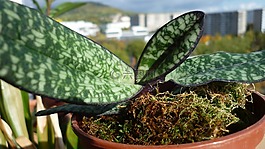 葉圖案,蘭花葉,裝飾