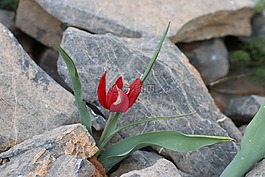 郁金香,綠色,紅色
