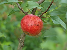 蘋果,蘋果在樹枝上,蘋果樹