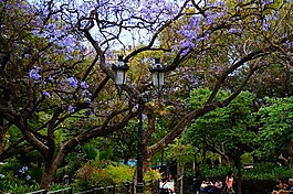 樹,花園,公園