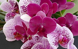 花,廠,性質(zhì)