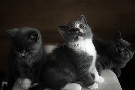 貓,動物,寵物