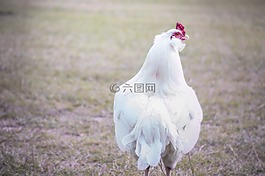 公雞,農(nóng)場,雞