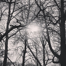 樹,天空,太陽
