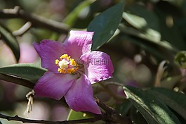 花,紫,廠
